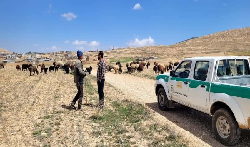 "تعادل در دام و مرتع" کلید کاهش فشار بر عرصه‌های مرتعی