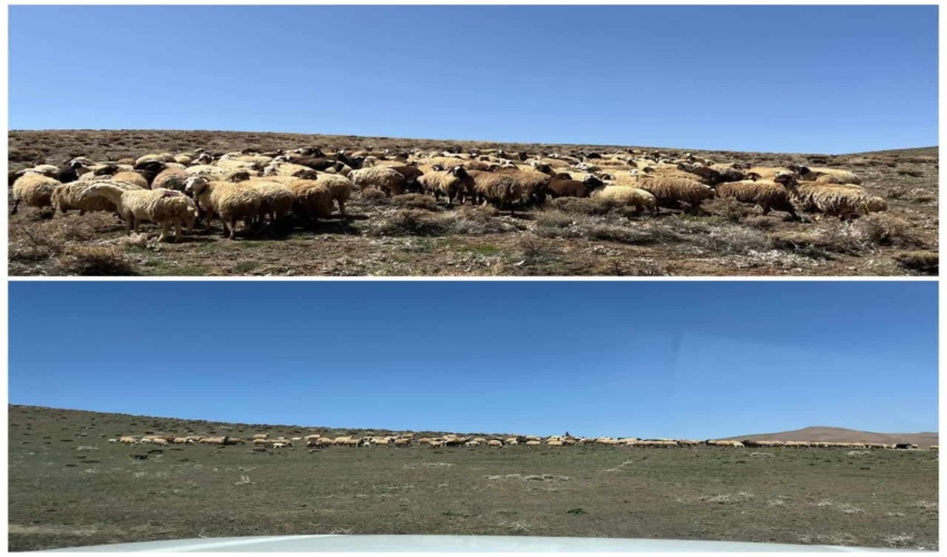 مدیریت چرا و کنترل پروانه های مرتع‌داری در شهرستان اراک