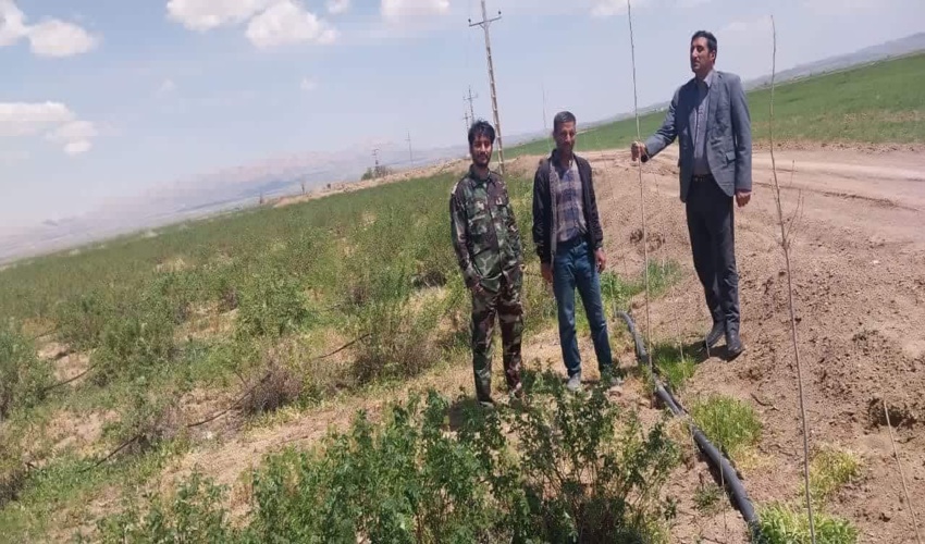 بازدید و نظارت بر کاشت دریافت کنندگان نهال در شهرستان کمیجان 