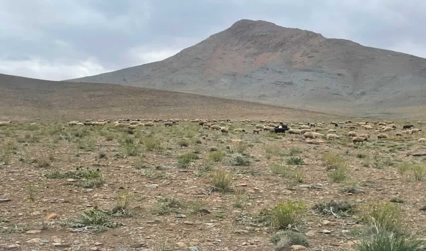 گشت و مراقبت از اراضی ملی و کنترل ورود و خروج دام در مراتع شهرستان خمین