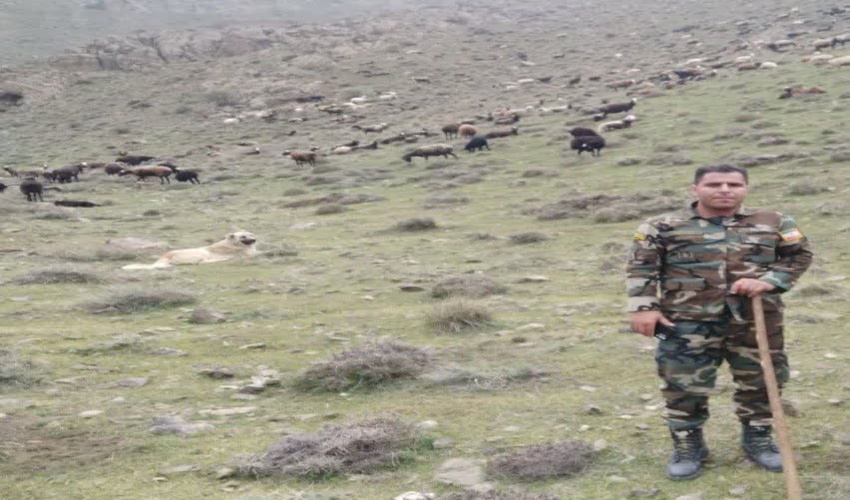 گشت و مراقبت از اراضی ملی و کنترل ورود و خروج دام در مراتع شهرستان ساوه