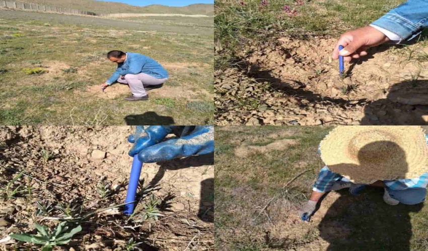 بازدید و بررسی وضعیت جوانه زنی و سلامت بذرکاری های انجام شده با مشارکت مراکز علمی 