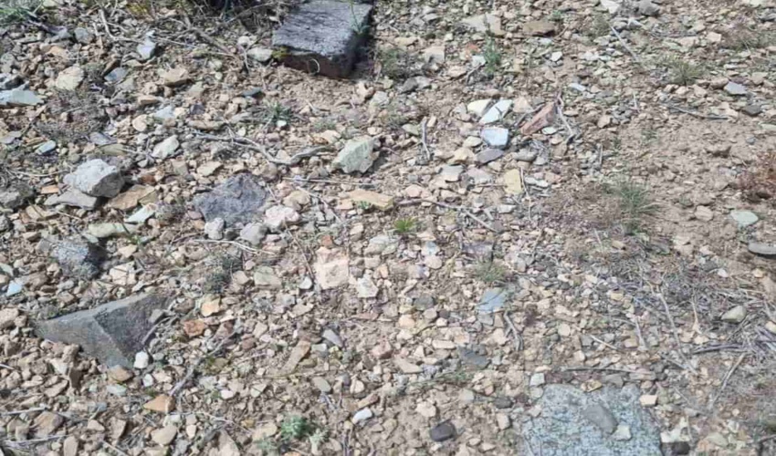 جوانه زنی بذرهای کشت شده  در روستاهای سقانلیق و قلعک شهرستان ساوه 