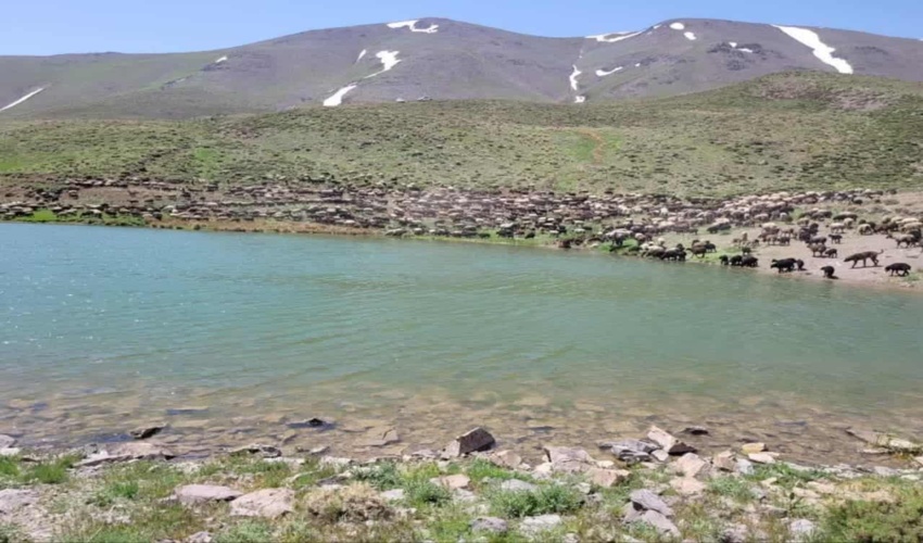 شناسایی دو سر گله غیرمجاز در مراتع شهرستات ساوه