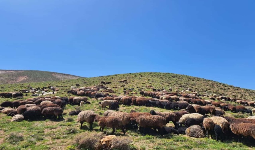 گشت و مراقبت از اراضی ملی و کنترل ورود و خروج دام در مراتع شهرستان ساوه