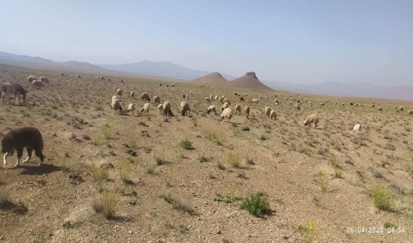 اخراج دام از مراتع ملی پلاک روستای گلچشمه محلات