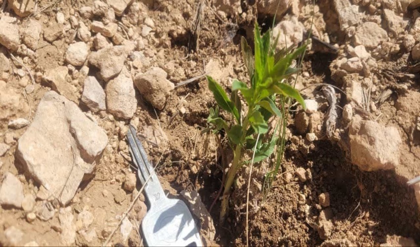 سبز شدن بذور بادام و بادامک در سطح ۱۴ هکتار از اراضی وفس کمیجان