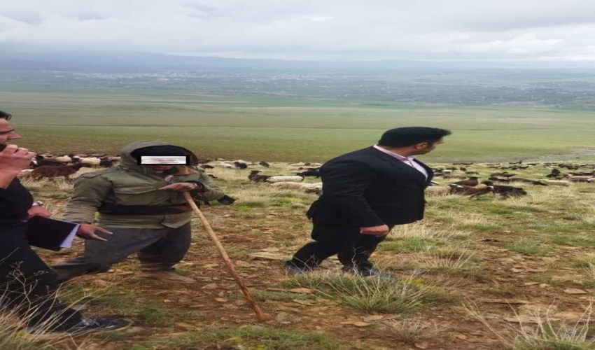 عملیات اخراج دام  از مراتع شهرستان شازند