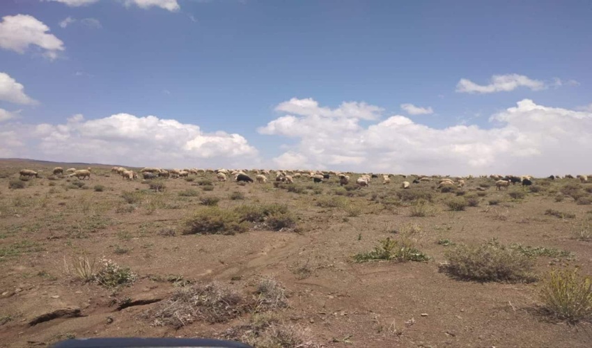 اخراج دو راس گله غیرمجاز از اراضی ملی شهرستان خمین