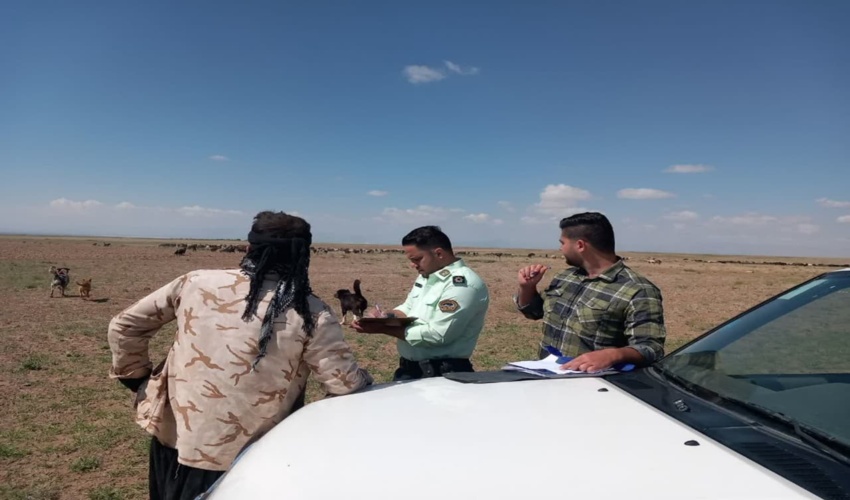 اخراج یک سر گله از مراتع شهرستان آشتیان