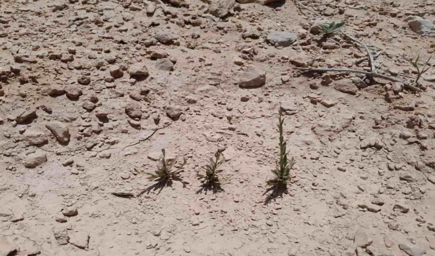 جوانه زنی بذرهای کاشته شده در پویش های بذرکاری شهرستان دلیجان