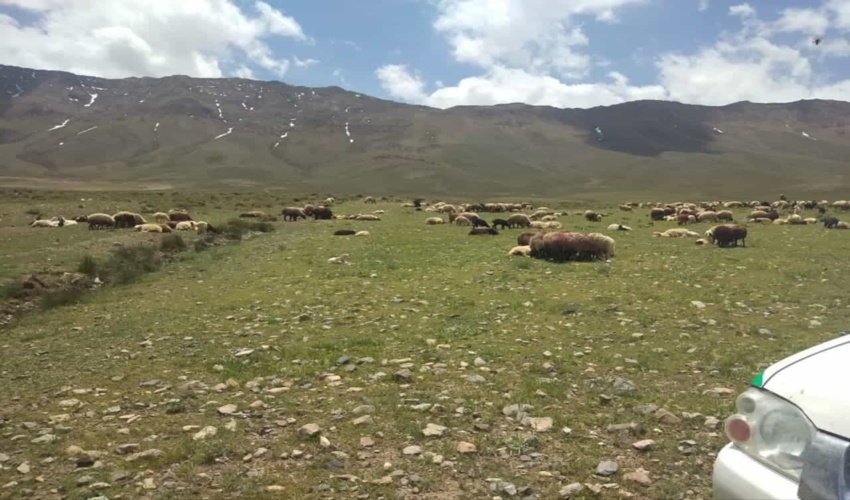 اخراج یک گله غیرمجاز از مراتع شهرستان خمین 