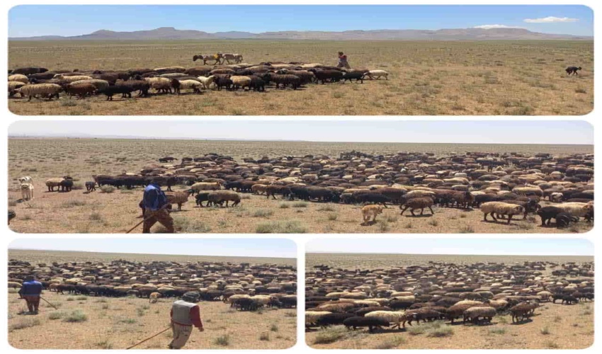 گشت و مراقبت از اراضی ملی و کنترل ورود و خروج دام در مراتع شهرستان زرندیه 