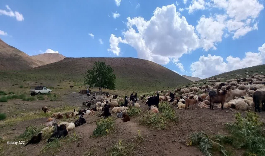 اخراج دام غیر مجاز از مراتع ملی پلاک نینه شهرستان محلات