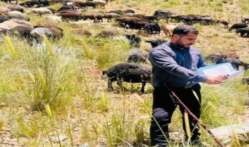 اخراج دام غیر مجاز از مراتع شهرستان ساوه