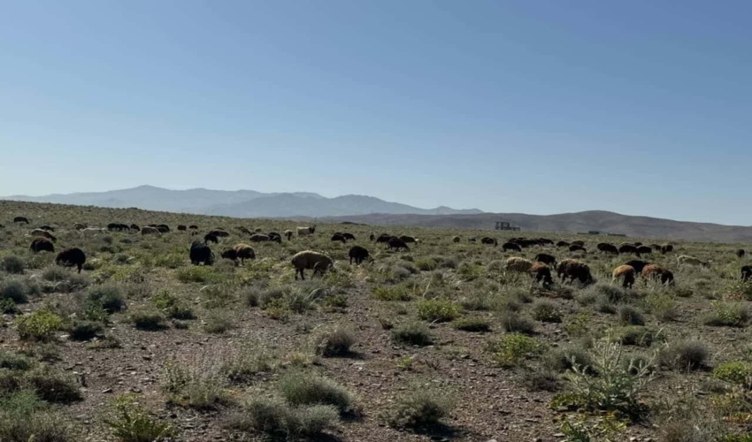گشت و مراقبت از اراضی ملی و کنترل ورود و خروج دام در مراتع شهرستان خمین