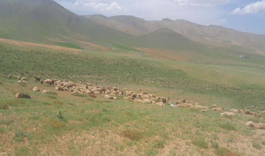 گشت و مراقبت از اراضی ملی و کنترل ورود و خروج دام در مراتع شهرستان خمین/چرای بی رویه دام نفس مراتع خمین را بند می آورد