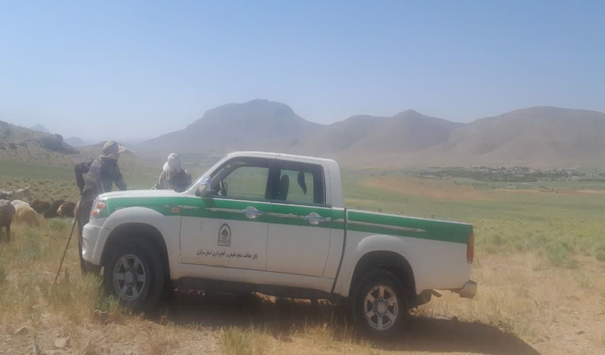 مدیریت و کنترل پروانه چرای دام در پلاک لکان شهرستان خمین 