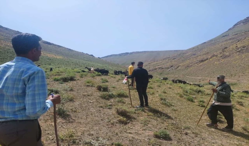 اخراج دام غیر مجاز از اراضی ملی پلاک سفیدشبان شهرستان تفرش/ورود بدون مجوز دام به اراضی ملی ممنوع است
