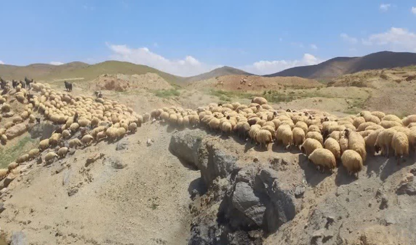  اخراج دام غیر مجاز از اراضی ملی روستاهای مرزی شهرستان شازند