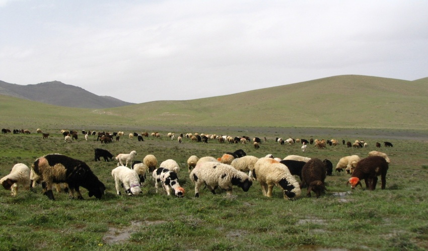 مهلت ثبت‌نام مرتعداران استان مرکزی در سامانه «سمطا» تا ۱۵ مردادماه