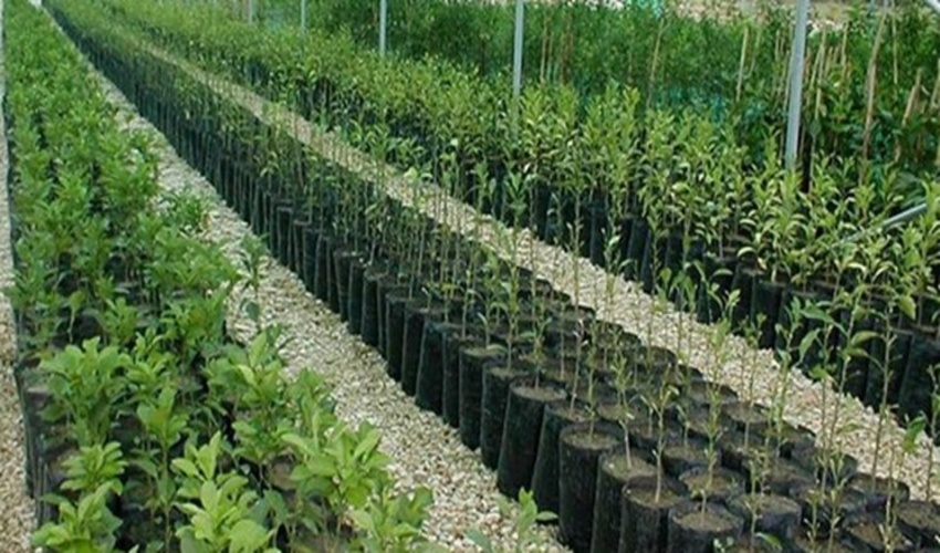 تولید بیش از 100 میلیون اصله نهال در فاز دوم طرح مردمی کاشت یک میلیارد درخت/ تاکید بر حمایت دولت چهاردهم بر اجرای طرح با تامین اعتبار