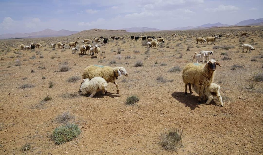 نیمی از دام موجود در مراتع، مازاد است/ حریق را به حضور دام در مراتع نسبت ندهیم