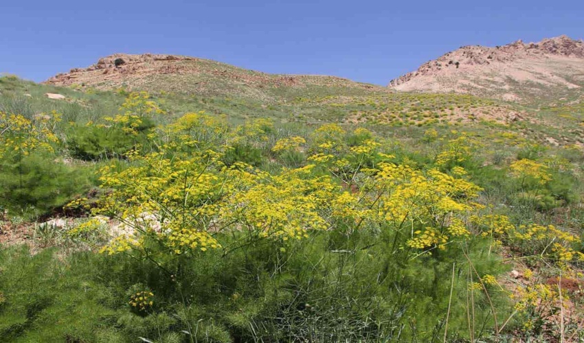 احیا و اصلاح مراتع به ۵۰۰ تن بذر در سال نیاز دارد / تصویب اعتبار ۲۰۰ میلیارد تومانی مراتع در بودجه امسال