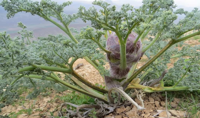 بیش از یک‌ونیم تن صمغ گیاه دارویی باریجه از مراتع ساوه برداشت شد