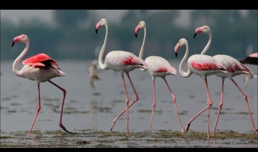 مهاجرت زودهنگام فلامینگوها به تالاب میقان اراک