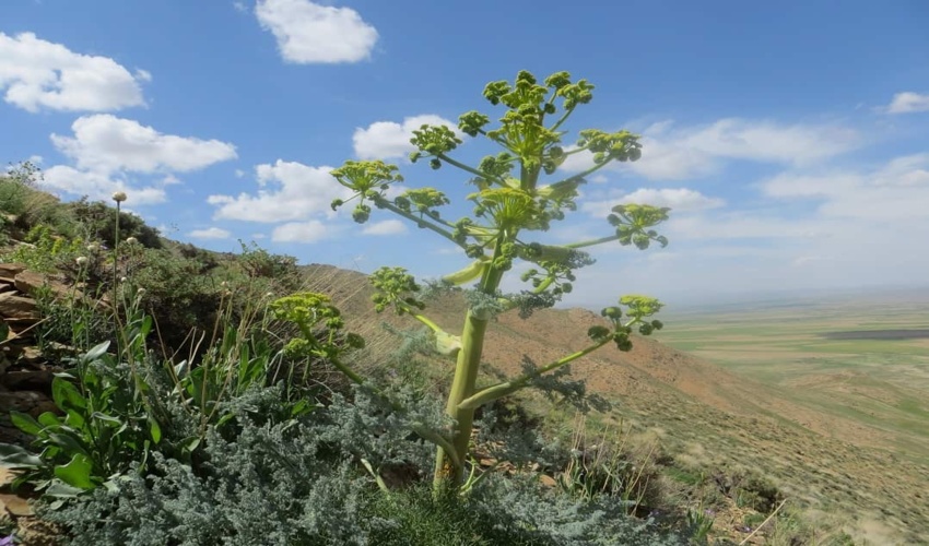  توزیع نهال رایگان گل محمدی برای کمیجانی‌ها 