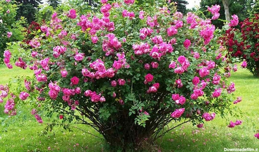  توزیع رایگان نهال گل محمدی در شهرستان تفرش 