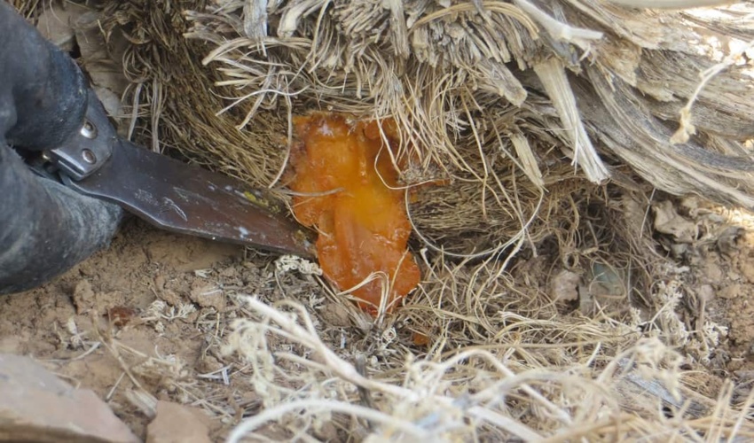 برداشت ۵۰ هکتار باریجه از اراضی در خنداب