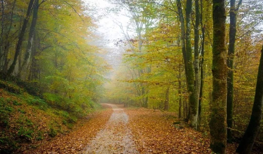 وصول سه هزار میلیارد ریال عوارض سبز