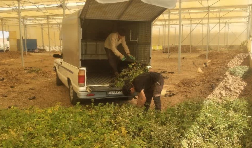 توزیع نهال گل محمدی در شهرستان زرندیه 