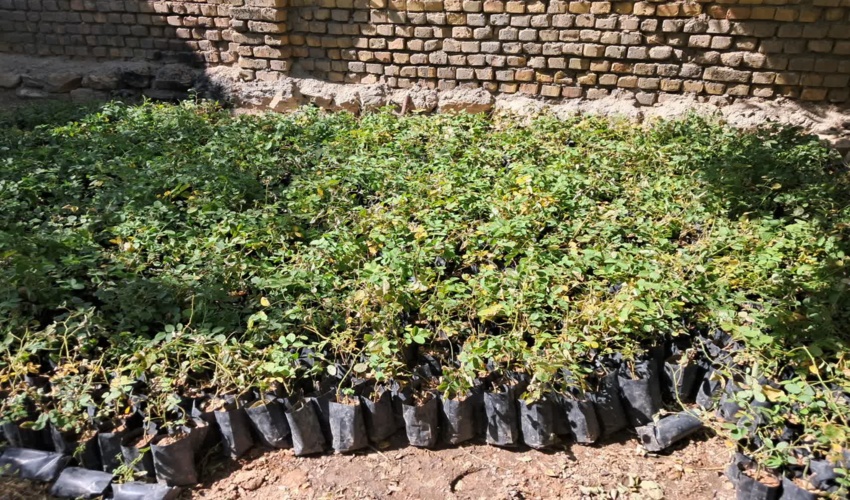 توزیع بیش از 10 هزار اصله نهال گل محمدی در شهرستان خمین 