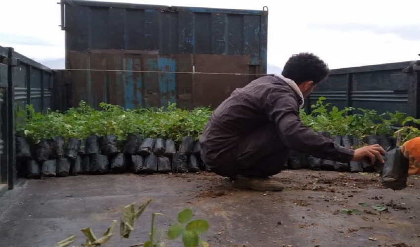 توزیع ۱۰۰ هزار اصله نهال گل محمدی در استان مرکزی