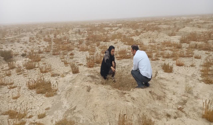 بررسی وضعیت استقرار گونه‌های بیابانی در کمیجان