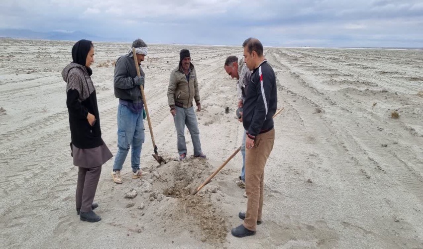 بررسی وضعیت پروژه نهالکاری و بادشکن در کویر میقان