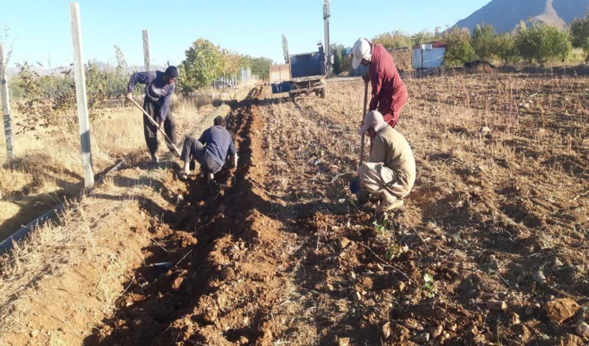 بررسی وضعیت نهال‌‌های گلدانی در روستاهای اراک