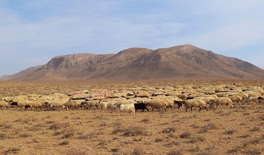 اجرای پروژه مدیریت چرای دام در مراتع شهرستان محلات