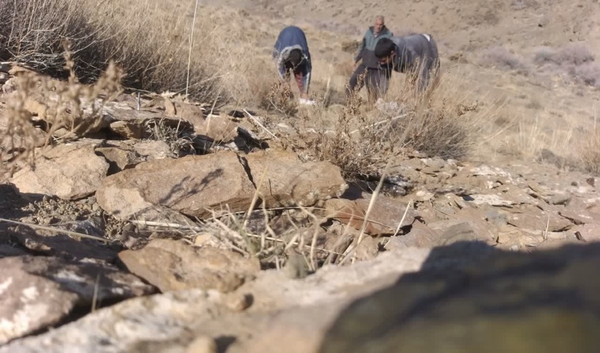 آغاز عملیات کپه‌کاری در مراتع تفرش 