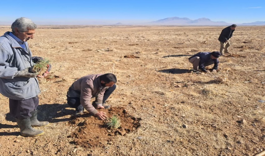 کاشت ۲ هزار بوته مرتعی النگاتوم آگروپایرون در خمین