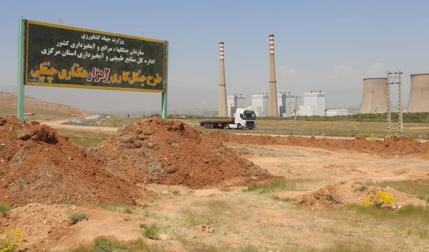 چپقلی جنگل می‌شود