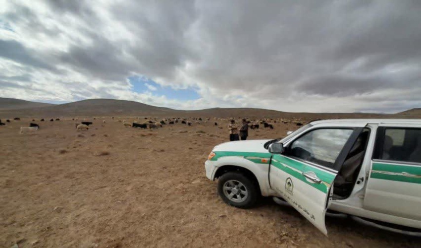 اخراج ۲۰۰ راس دام غیرمجاز از مراتع خمین 