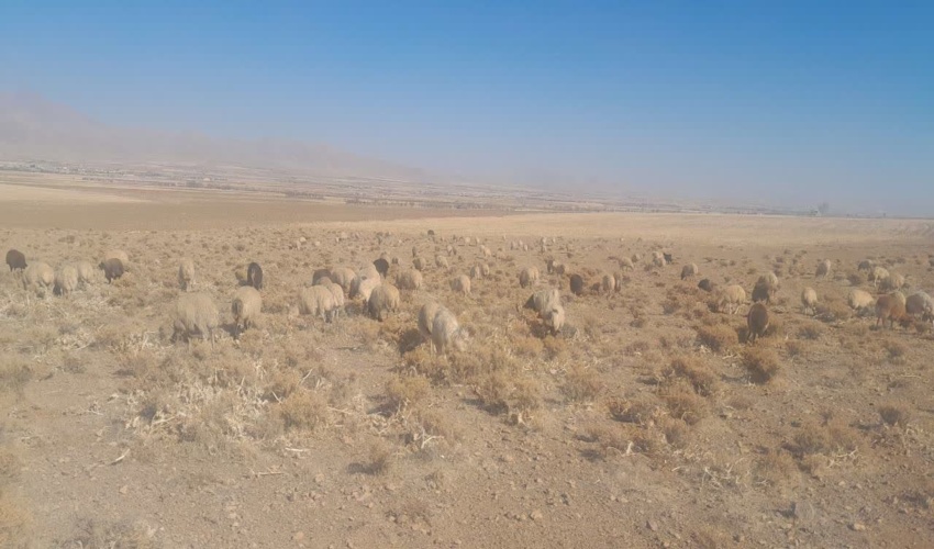 اخراج ۳۵۰ راس دام غیر مجاز از مراتع خمین 