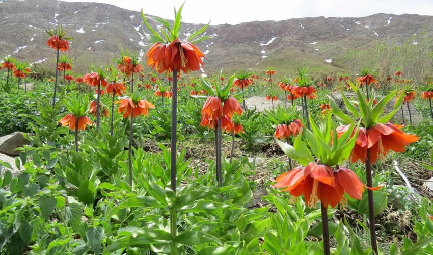 لاله‌های واژگون دهنو خمین ثبت ملی شد