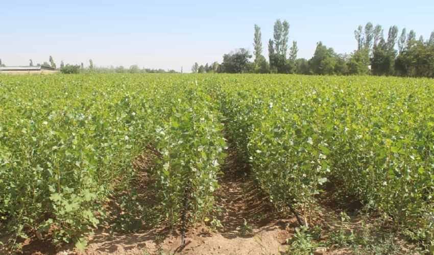 تولید زبان گنجشک، صنوبر و اقاقیا، نهال‌های سازگار با محیط زیست