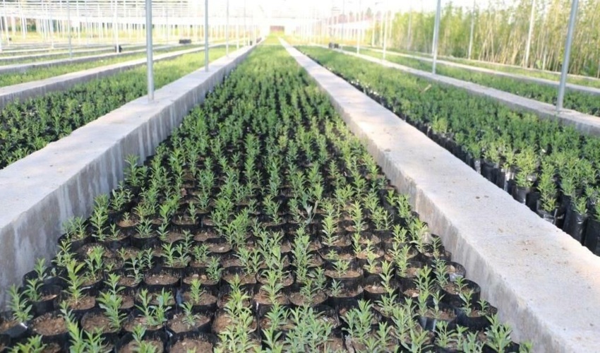 درختان کهنسال اراک شناسنامه‌دار شدند