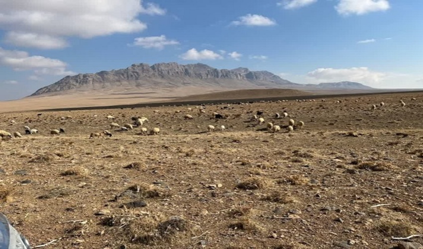 اخراج ۱۱۰ راس دام غیر مجاز از مراتع خمین 